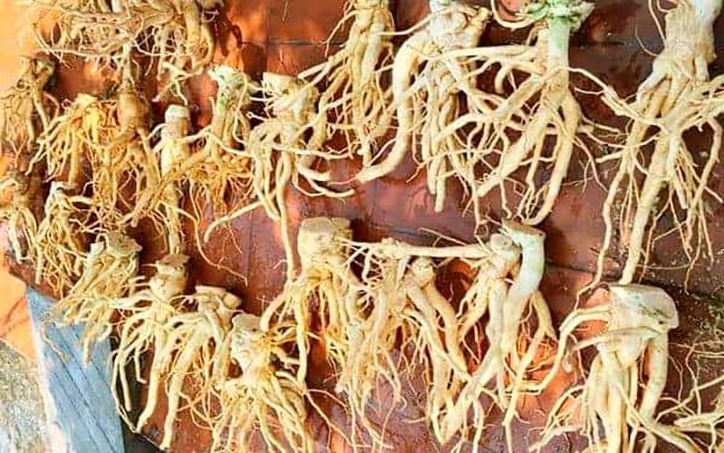 Bảng giá cao đinh lăng chi tiết