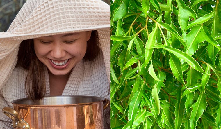 Bí Quyết Sức Khỏe Vàng Từ Lá Đinh Lăng