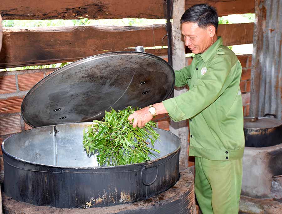 Cách nấu cao đinh lăng chất lượng tại nhà - Hướng dẫn sử dụng và bảo quản 7 Cách nấu cao đinh lăng chất lượng tại nhà - Hướng dẫn sử dụng và bảo quản