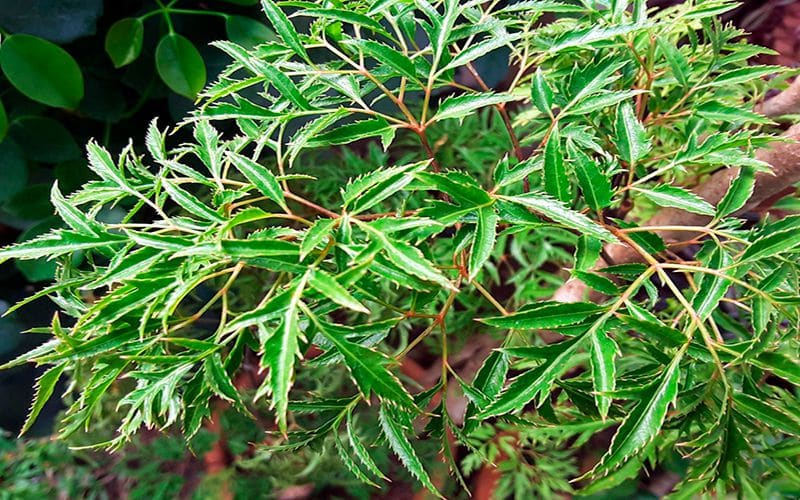 Cách nấu cao đinh lăng chất lượng tại nhà - Hướng dẫn sử dụng và bảo quản 20 cach-nau-cao-dinh-lang