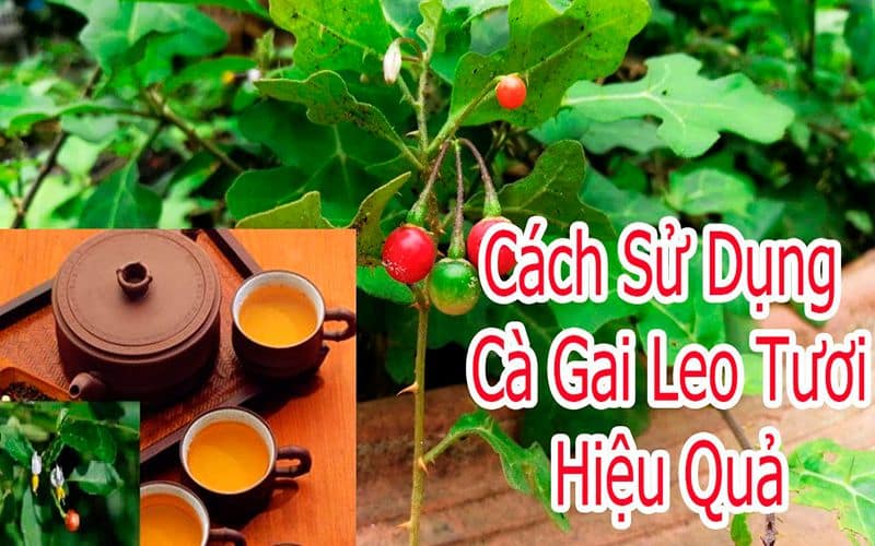 cach-su-dung-cao-ca-gai-leo