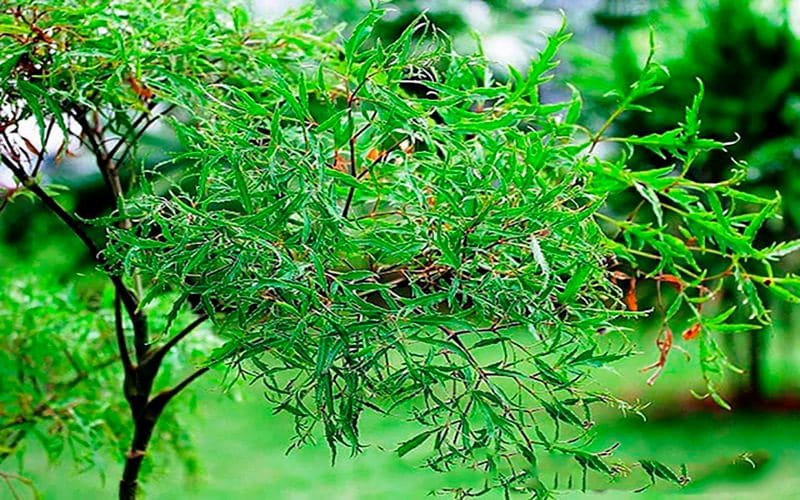 Cách sử dụng cao đinh lăng - Liều lượng, cách pha và lưu ý khi sử dụng 16 cach-su-dung-cao-dinh-lang