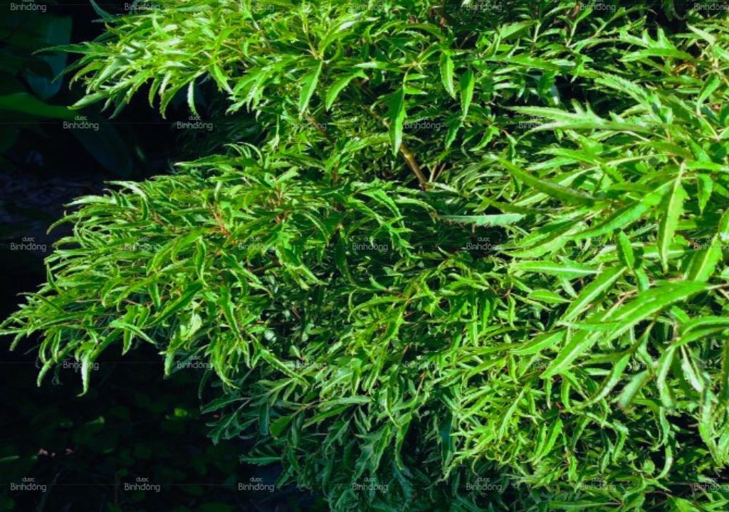 Cao Đinh Lăng Chữa Mất Ngủ Tác Dụng, Cách Sử Dụng và Lưu Ý
