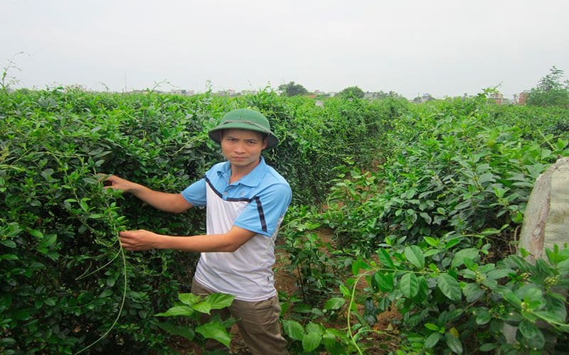 cao-thia-canh