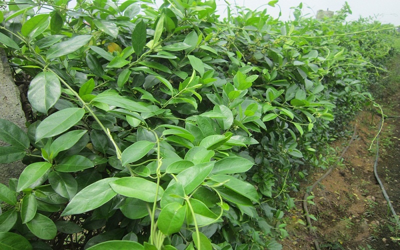 5 Công Dụng Của Dây Thìa Canh Lợi Ích Tuyệt Vời Cho Sức Khoẻ 13 cong-dung-cua-day-thia-canh