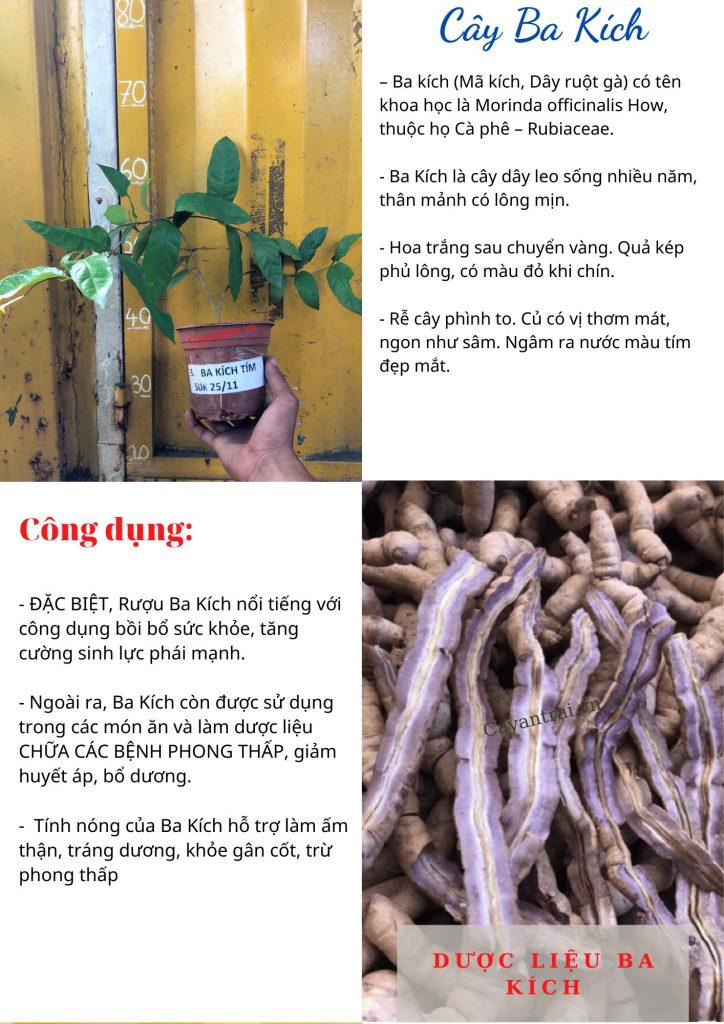 Danh sách đầy đủ các loại cây dược liệu phổ biến từ A đến Z