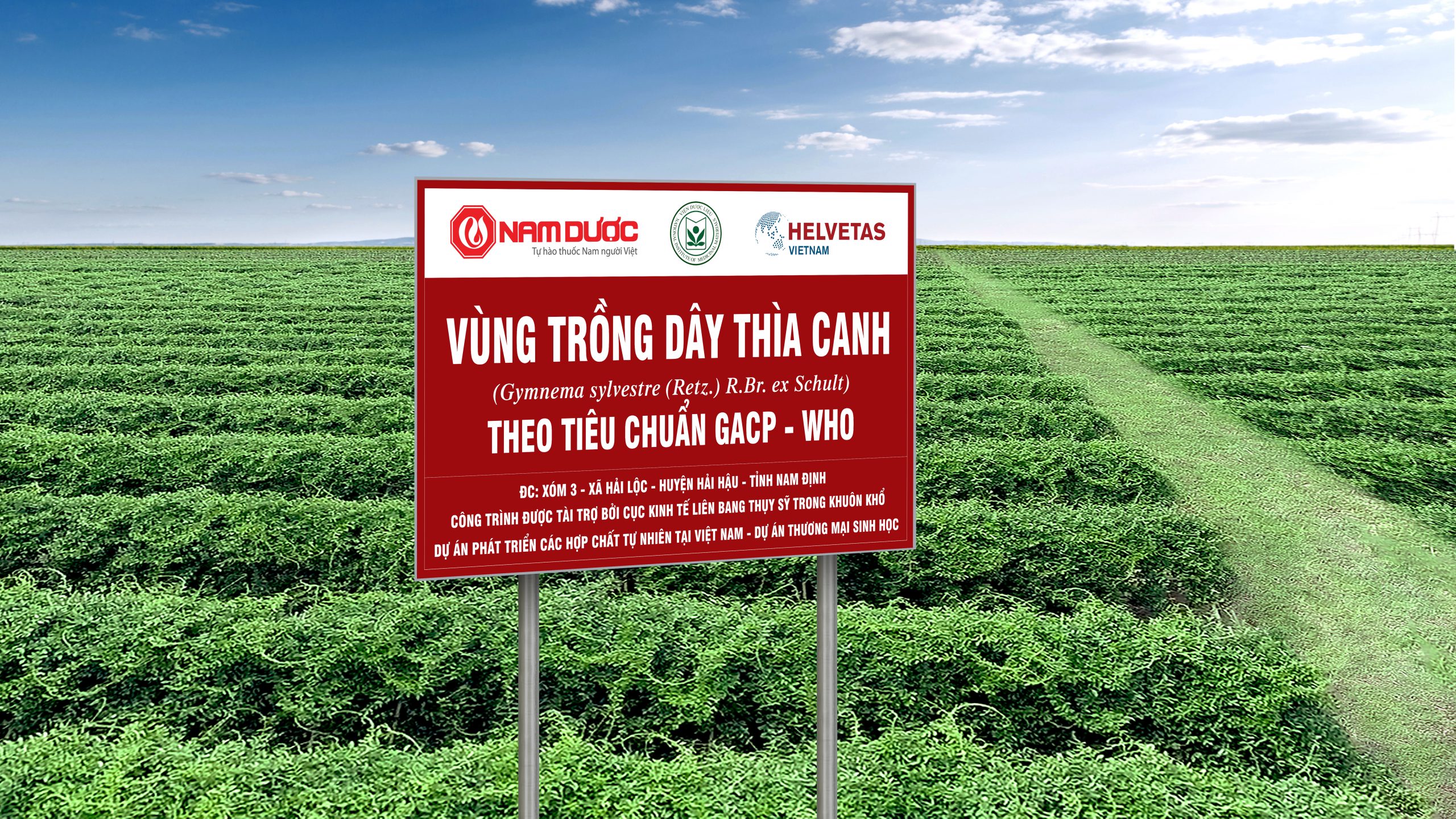Đầu mối thu mua dược liệu Vai trò, loại và cách lựa chọn đầu mối uy tín tại Việt Nam 6 Đầu mối thu mua dược liệu Vai trò, loại và c lựa chọn uy tín tại Việt Nam