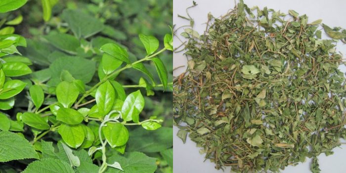 Dây tha canh khô giá bao nhiêu? Tác dụng và cách sử dụng dây thìa canh khô