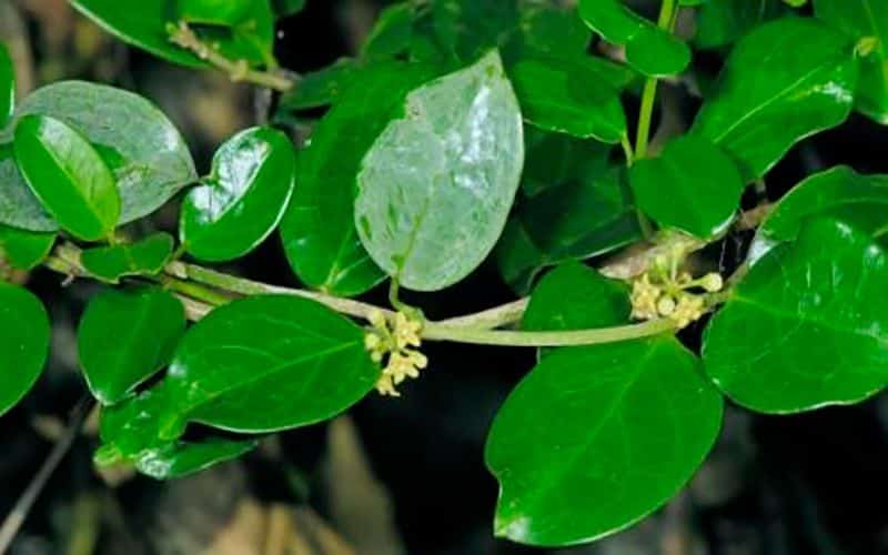 Dây thìa canh - Tác dụng, cách sử dụng và lưu ý khi sử dụng 19 day-thia-canh