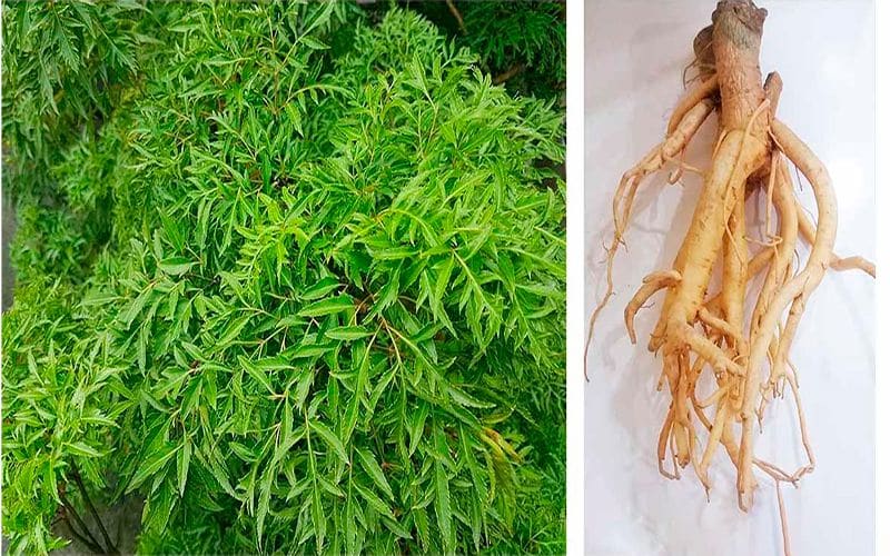 Khám Phá Bí Quyết Sức Khỏe Vàng Từ Cây Đinh Lăng, Công Dụng và Sản Phẩm Đinh Lăng Chất Lượng 14 dinh-lang