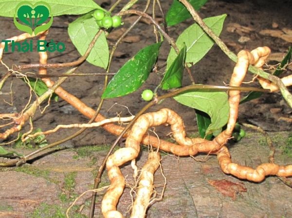Khám phá 10 loại cây dược liệu quý hiếm bậc nhất Việt Nam 5 Khám phá 10 loại cây dược liệu quý hiếm bậc nhất Việt Nam