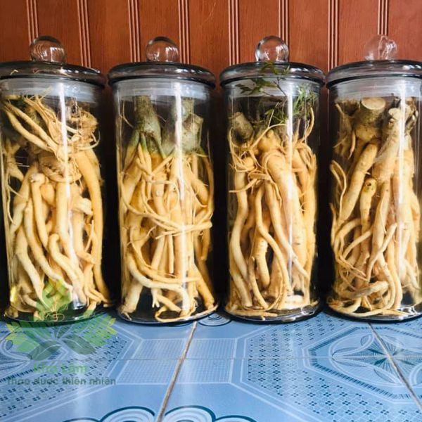 Khám Phá Bí Quyết Sức Khỏe Vàng Từ Cây Đinh Lăng, Công Dụng và Sản Phẩm Đinh Lăng Chất Lượng 3 Khám Phá Bí Quyết Sức Khỏe Vàng Từ Cây Đinh Lăng Tác Dụng, Công Dụng và Sản Phẩm Đinh Lăng Chất Lượng
