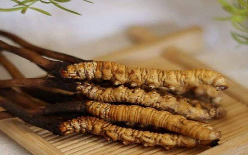 thu-mua-duoc-lieu-tai-ha-noi