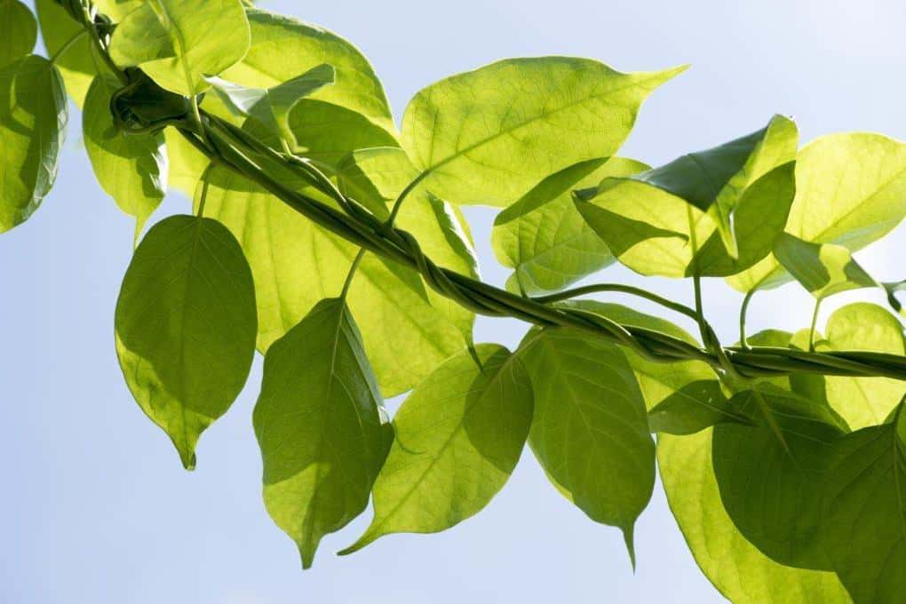 Uống Dây Thìa Canh Có Giảm Cân Không? Thành Phần, Tác Dụng và Cách Sử Dụng