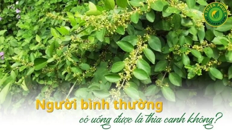 Uống Dây Thìa Canh Có Giảm Cân Không? Thành Phần, Tác Dụng và Cách Sử Dụng
