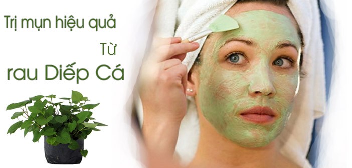 Bột Diếp Cá Sấy Lạnh Thành Phần, Công Dụng và Cách Sử Dụng