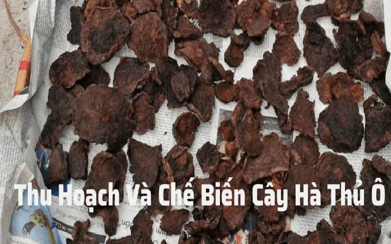 cach-che-bien-ha-thu-o