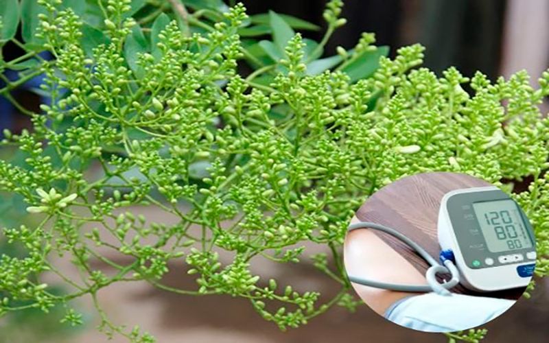 5 Cách Dùng Hoa Hòe Chữa Cao Huyết Áp Hiệu Quả Tại Nhà 10 cach-dung-hoa-hoe-chua-cao-huyet-ap