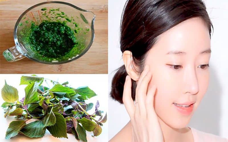 Cách Làm Bột Tía Tô Tại Nhà - Hướng Dẫn Chi Tiết 26 cach-lam-bot-tia-to-tai-nha