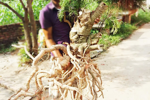 Cây Đinh Lăng Có Tác Dụng Gì? - Bí Quyết Cho Sức Khỏe Vàng 5 Cây Đinh Lăng Có Tác Dụng Gì? - Bí Quyết Cho Sức Khỏe Vàng