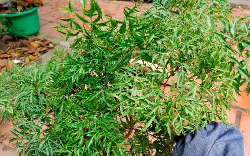 Tìm Hiểu Về Cây Đinh Lăng Lá Nhỏ và Các Sản Phẩm Từ Đinh Lăng Lá Nhỏ 19 cay-dinh-lang-la-nho