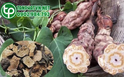 Đặc Điểm Cây Hà Thủ Ô Đỏ Giới Thiệu, Đặc Điểm Sinh Trưởng, 5 Điểm Nổi Bật