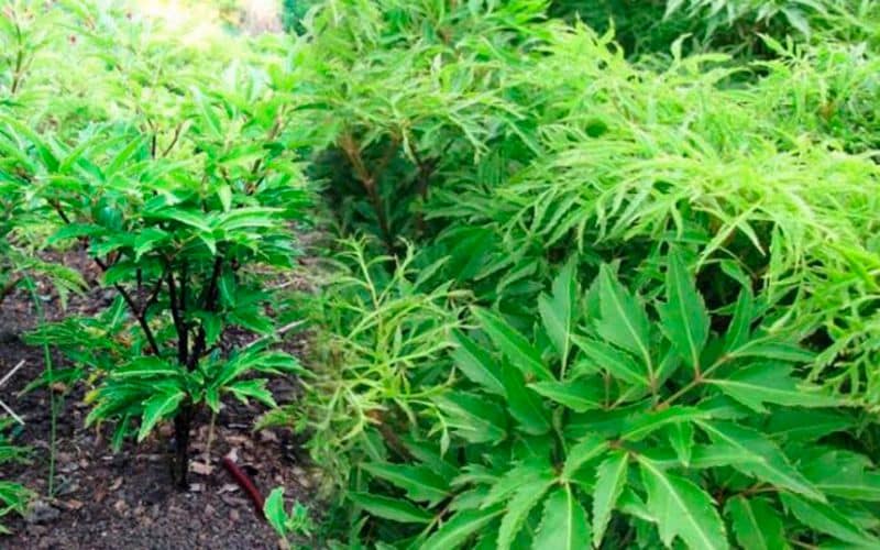 Cây Đinh Lăng Lá To Đặc Điểm Sinh Học, Tác Dụng và Cách Sử Dụng 12 dinh-lăng-la-to