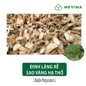 Rễ đinh lăng khô giúp bồi bổ cơ thể