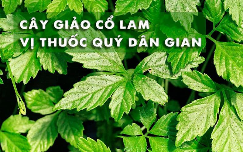 giao-co-lam