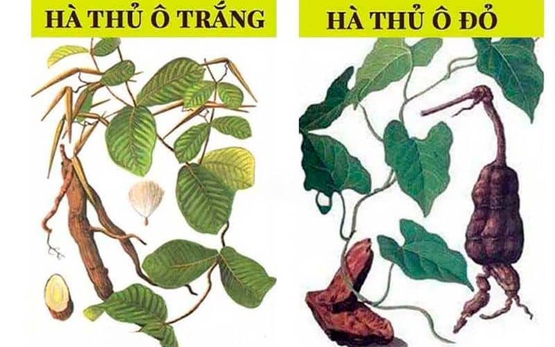 Hà Thủ Ô Trắng Có Tác Dụng Gì? Tác Dụng Tuyệt Vời và Cách Sử Dụng 13 ha-thu-o-trang-co-tac-dung-gi