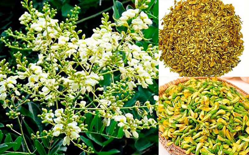 hoa hoè có tác dụng gì