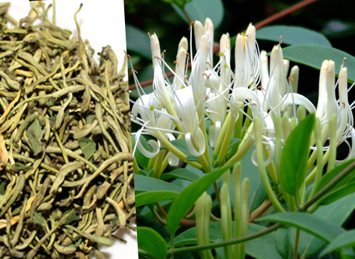 Kim ngân hoa - Đặc điểm, cách sử dụng, tác dụng và giá bán