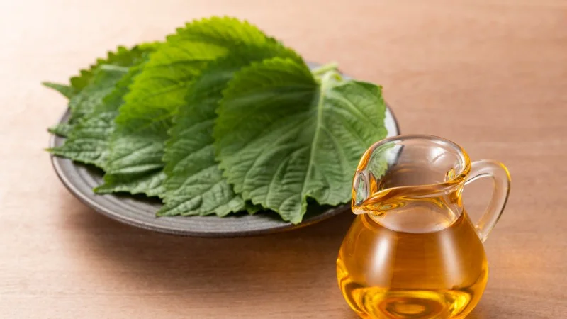 Lá tía tô có tác dụng gì, cách sử dụng và mua ở đâu uy tín?
