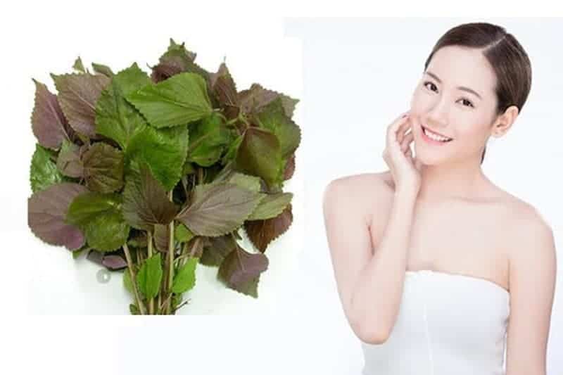 Lá tía tô có tác dụng gì, cách sử dụng và mua ở đâu uy tín?