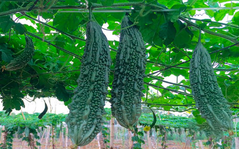 Bí Quyết Chọn Mua Mướp Đắng Ngon, An Toàn 11 Mướp đắng giúp hạ và ổn định đường huyết