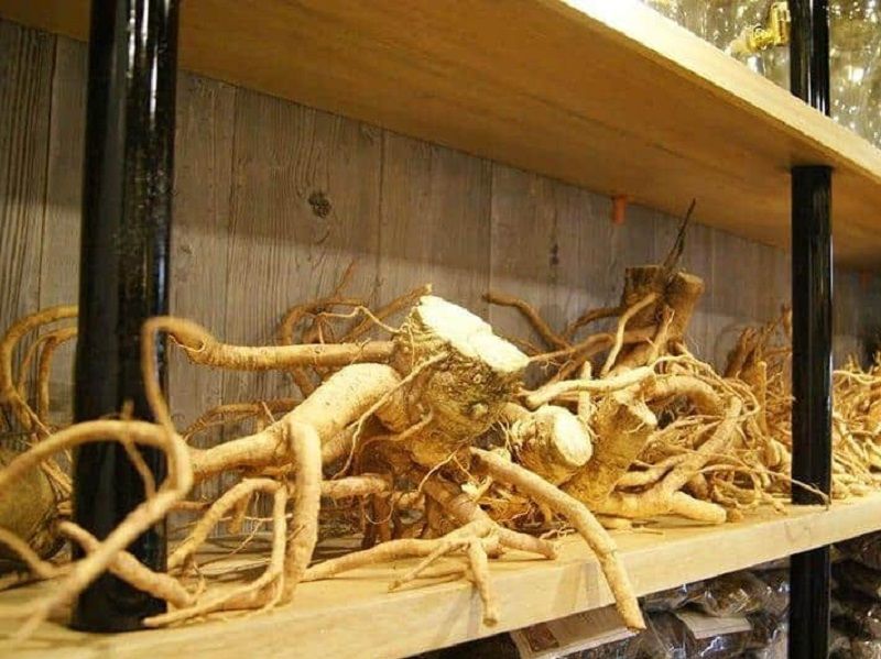 Rễ Đinh Lăng Đặc Điểm Sinh Học, Thành Phần Hóa Học và Công Dụng 5 Rễ Đinh Lăng Đặc Điểm Sinh Học, Thành Phần Hóa Học và Công Dụng