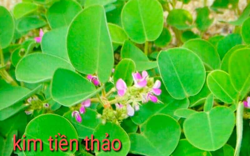 Tác Dụng Của Kim Tiền Thảo – Cây Thuốc Quý Đa Năng Từ Thiên Nhiên 11 tac-dung-cua-kim-tien-thao