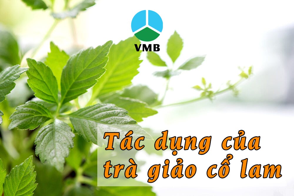 Tác dụng của trà giảo cổ lam 7 Tác Dụng Tuyệt Vời và Cách Sử Dụng Hiệu Quả