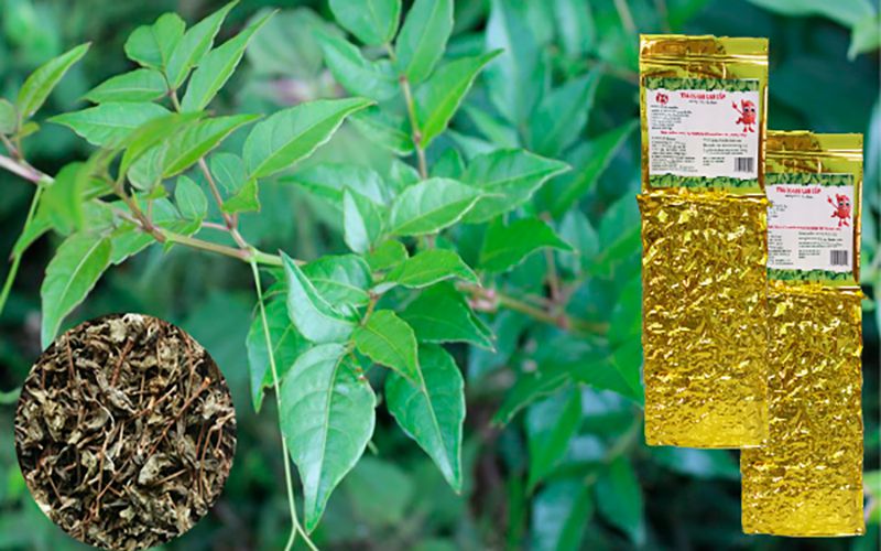 Tác hại của chè dây Những điều cần biết để sử dụng an toàn 9 tác hại của chè dây