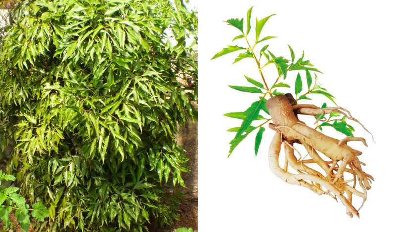 Trà Đinh Lăng Có Tác Dụng Gì? - Bí Mật Sức Khỏe Vàng Cho Mọi Nhà