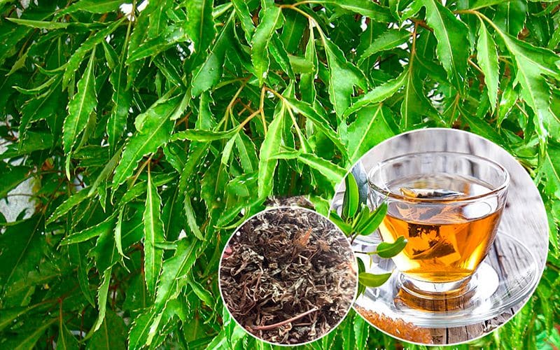 Trà Đinh Lăng Có Tác Dụng Gì? - Bí Mật Sức Khỏe Vàng Cho Mọi Nhà 9 tra-dinh-lang-co-tac-dung-gi