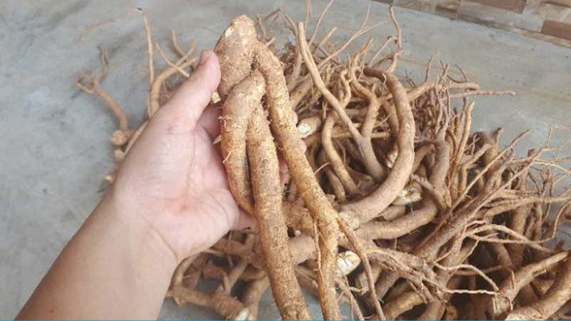 Uống lá đinh lăng có tác dụng gì? - Hướng dẫn sử dụng và liều lượng 5 Uống lá đinh lăng có tác dụng gì? - Hướng dẫn sử dụng và liều lượng