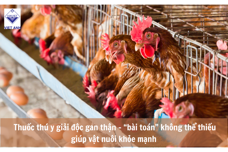 Giải độc gan thú y - Tầm quan trọng trong chăn nuôi 9 Giải độc gan thú y - Tầm quan trọng trong chăn nuôi