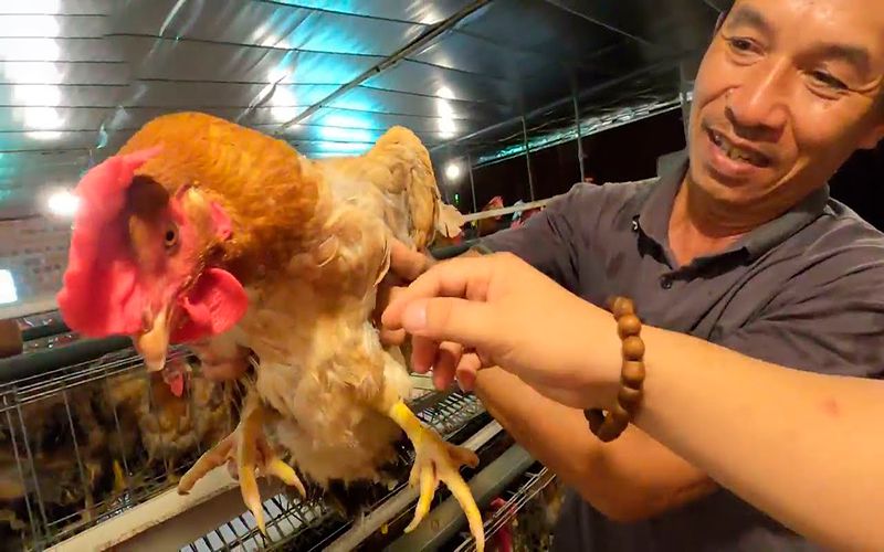 Giải độc gan thú y