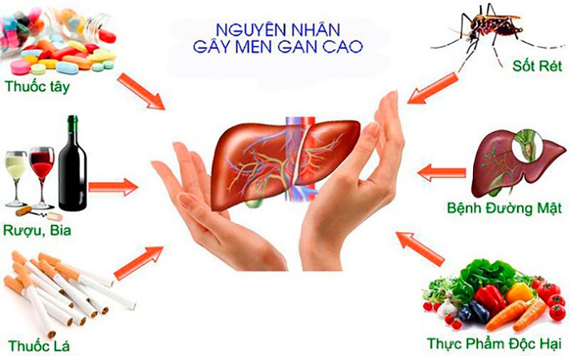 thao-duoc-ha-men-gan