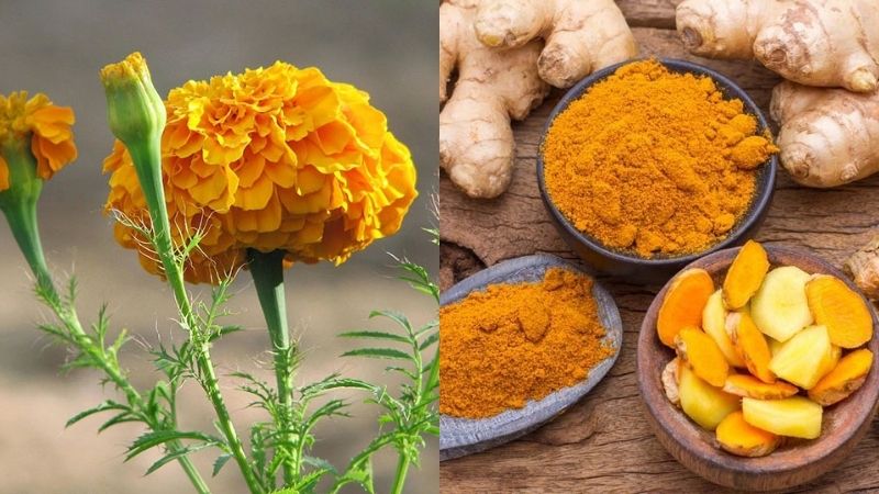 Top 5 Giải Pháp Nhuộm Tóc Từ Thiên Nhiên An Toàn Cho Da Đầu 8 Top 5 Giải Pháp Nhuộm Tóc Từ Thiên Nhiên An Toàn Cho Da Đầu