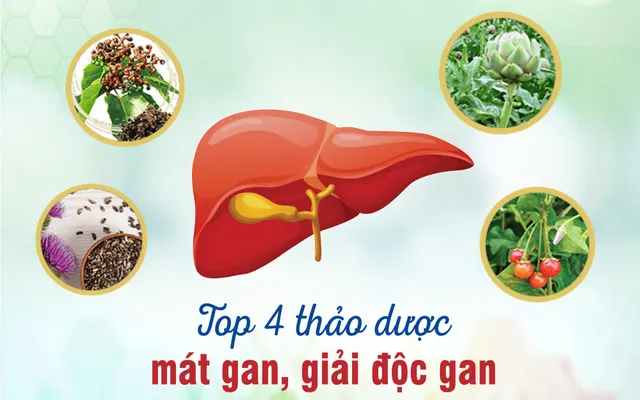 giai doc gan bao ve suc khoe la gan voi la dinh lang 66fec03c95b96