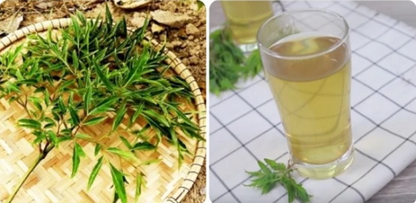 Hỗ Trợ Điều Trị Bệnh Xương Khớp Hiệu Quả Nhờ Lá Đinh Lăng 7 Hỗ Trợ Điều Trị Bệnh Xương Khớp Hiệu Quả Nhờ Lá Đinh Lăng