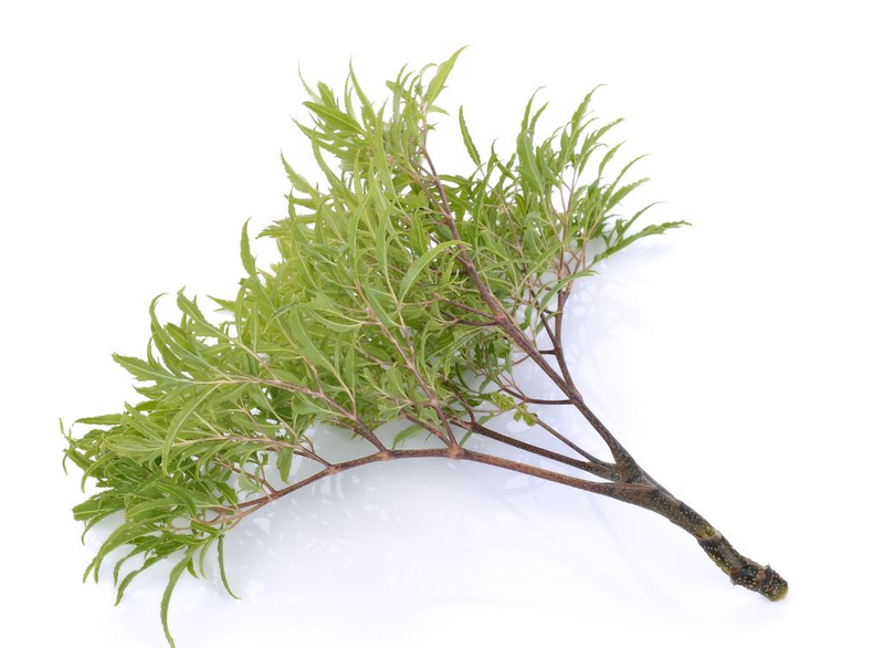 Lá Đinh Lăng - Hỗ Trợ Điều Trị Tiểu Đường Hiệu Quả 7 Lá Đinh Lăng - Hỗ Trợ Điều Trị Tiểu Đường Hiệu Quả